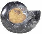Split Black/Orange Ammonite (Half) - Unusual Coloration #55655-1
